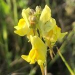 Linaria caesia flower picture by Diego Alex (cc-by-sa)