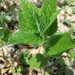 Teucrium scorodonia leaf picture by Petar Čepo (cc-by-sa)