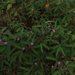 Mimosa xanthocentra habit picture by Nelson Zamora Villalobos (cc-by-nc)