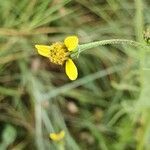 Bidens hildebrandtii flower picture by susan brown (cc-by-sa)