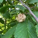 Ulmus glabra fruit picture by Dodo Meroni (cc-by-sa)