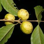 Eugenia lithosperma fruit picture by Nelson Zamora Villalobos (cc-by-nc)