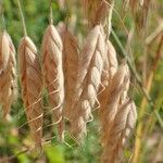 Bromus squarrosus fruit picture by Yoan MARTIN (cc-by-sa)