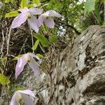 Clematis occidentalis flower picture by Larry Medaglia (cc-by-sa)