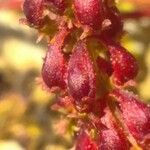 Rumex bucephalophorus fruit picture by bas yves (cc-by-sa)