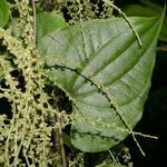 Dioscorea matagalpensis leaf picture by Nelson Zamora Villalobos (cc-by-nc)