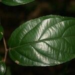 Ampelocera edentula leaf picture by Jean-François Molino (cc-by-sa)