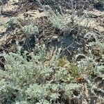 Artemisia pycnocephala habit picture by . (cc-by-sa)