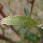 Olea lancea leaf picture by S. Dufour-Kowalski (cc-by-sa)