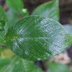 Spiracantha cornifolia leaf picture by Nelson Zamora Villalobos (cc-by-nc)