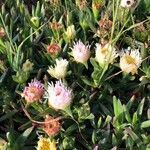 Carpobrotus edulis flower picture by Catherine CH (cc-by-sa)