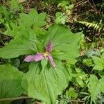 Trillium ovatum leaf picture by Kate Elliot (cc-by-sa)