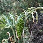 Dracunculus vulgaris fruit picture by Takis Pothitos (cc-by-sa)