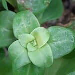 Theligonum cynocrambe leaf picture by Emmanuel Torquebiau (cc-by-sa)