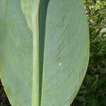 Canna glauca leaf picture by Nelson Zamora Villalobos (cc-by-nc)