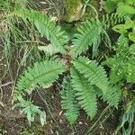 Polystichum acrostichoides habit picture by Anthony Fernandez (cc-by-sa)