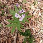 Cardamine pentaphyllos leaf picture by Agusti i Parareda Concepcio (cc-by-sa)