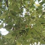 Celtis occidentalis fruit picture by David Malcolm Shein (cc-by-sa)