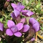 Gentianopsis ciliata habit picture by Daniel Barthelemy (cc-by-nc)