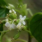 Begonia salaziensis flower picture by E. Mouysset (cc-by-sa)