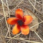 Bombax costatum flower picture by Maarten Vanhove (cc-by-sa)