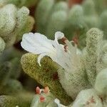 Teucrium gnaphalodes l'hér. flower picture by yisus (cc-by-sa)