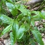 Cynoglossum germanicum habit picture by Francois Mansour (cc-by-sa)