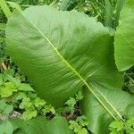 Silphium terebinthinaceum leaf picture by Melody Mackey (cc-by-sa)