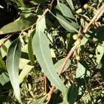 Eucalyptus camaldulensis leaf picture by Christian Moore Anderson (cc-by-sa)