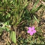 Erodium acaule flower picture by Benoit Sappe (cc-by-sa)