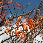 Erythrina fusca flower picture by Makoto Makoto (cc-by-sa)