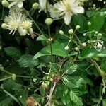 Clematis vitalba habit picture by Ettore vecchi (cc-by-sa)