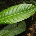 Conchocarpus nicaraguensis leaf picture by Nelson Zamora Villalobos (cc-by-nc)