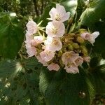 Dombeya pilosa flower picture by dominoel Dominique Grandgeorge (cc-by-sa)