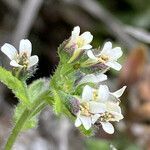 Draba hallii flower picture by Fabien Anthelme (cc-by-sa)