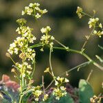 Biscutella laevigata habit picture by Philippe Macquet (cc-by-sa)