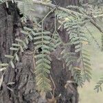 Prosopis chilensis leaf picture by Fama' Francesco (cc-by-sa)