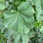 Malva arborea leaf picture by Francois Mansour (cc-by-sa)