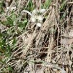 Antennaria neglecta leaf picture by Holly Nobles (cc-by-sa)