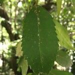 Laureliopsis philippiana leaf picture by Daniel Barthelemy (cc-by-nc)