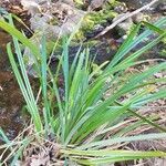 Carex riparia leaf picture by Fred Ethève (cc-by-sa)