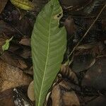 Gustavia augusta leaf picture by R. Tournebize (cc-by-sa)