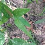 Smilax bona-nox leaf picture by Lexi Payne (cc-by-sa)