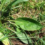 Solenanthus apenninus leaf picture by Emanuele Santarelli (cc-by-sa)