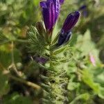 Echium sabulicola leaf picture by Juan Carlos Viera (cc-by-sa)