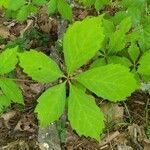 Parthenocissus quinquefolia leaf picture by stephanie karr (cc-by-sa)