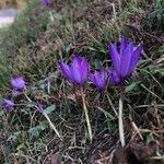 Crocus ligusticus habit picture by Mons Postremus (cc-by-sa)