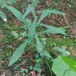 Prenanthes purpurea habit picture by Cristian Zanella Cristian Zanella (cc-by-sa)