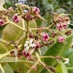 Anacardium occidentale flower picture by Adilson Ramos (cc-by-sa)