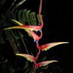 Heliconia chartacea fruit picture by Jean-François Molino (cc-by-sa)